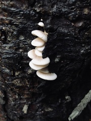 Crepidotus versutus