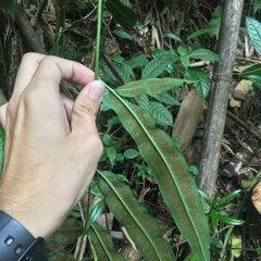 Coniogramme fraxinea