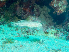 Gobius geniporus