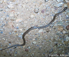 Hypsiglena chlorophaea