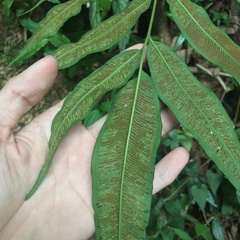 Coniogramme fraxinea