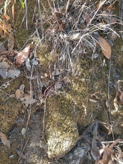 Diadophis punctatus vandenburgii