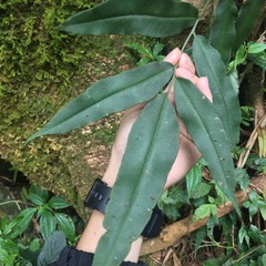 Coniogramme fraxinea