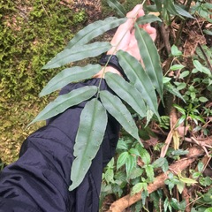 Coniogramme fraxinea