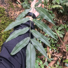 Coniogramme fraxinea