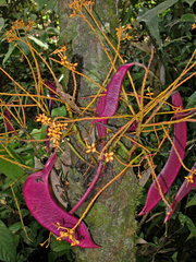 Saraca thaipingensis