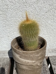 Parodia lenninghausii