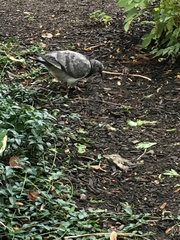 Columba livia domestica
