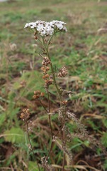 Achillea millefolium