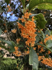 Osmanthus fragrans aurantiacus