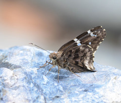 Codatractus arizonensis