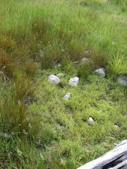 Gratiola quartermaniae