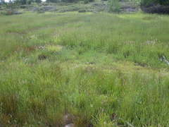 Gratiola quartermaniae