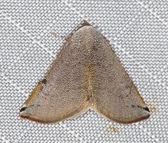 Mataeomera ligata