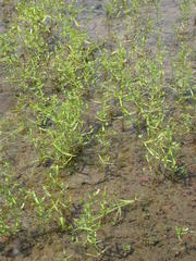 Gratiola quartermaniae