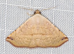 Eublemma silicula