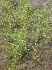 Gratiola quartermaniae