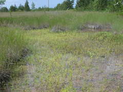 Gratiola quartermaniae