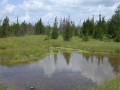 Gratiola quartermaniae