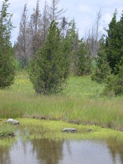 Gratiola quartermaniae