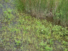 Gratiola quartermaniae