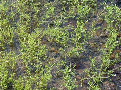 Gratiola quartermaniae