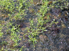 Gratiola quartermaniae