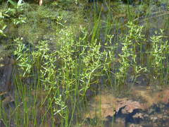 Gratiola quartermaniae