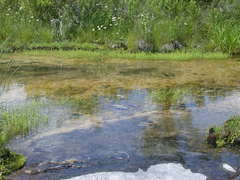 Gratiola quartermaniae