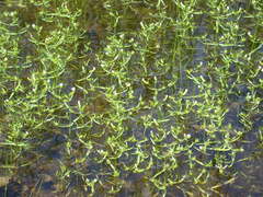 Gratiola quartermaniae