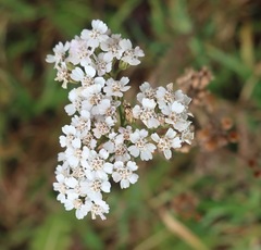 Achillea millefolium
