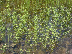 Gratiola quartermaniae