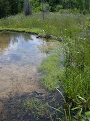 Gratiola quartermaniae