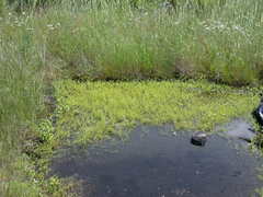 Gratiola quartermaniae