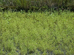 Gratiola quartermaniae