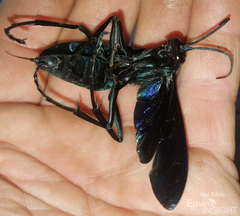 Hymenoptera