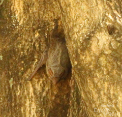 Taphozous mauritianus