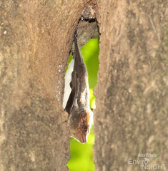 Taphozous mauritianus
