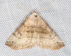 Mataeomera mesotaenia