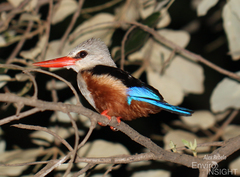 Halcyon leucocephala