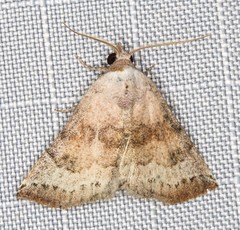 Mataeomera mesotaenia