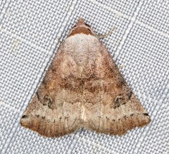 Mataeomera mesotaenia