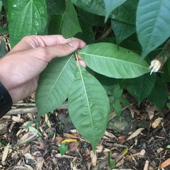 Tetradium ruticarpum