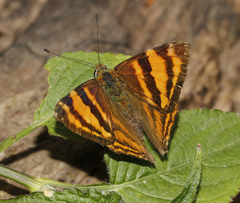 Dodona ouida phlegra