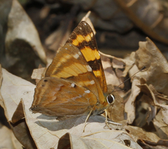 Dodona ouida phlegra