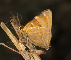 Dodona ouida phlegra