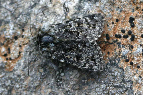 Broad-bordered White Underwing