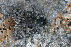 Anarta melanopa