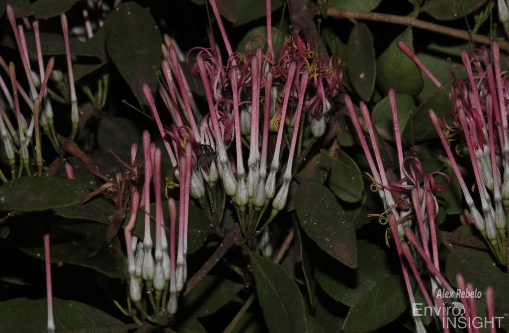 Englerina kagehensis