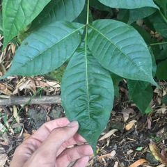 Tetradium ruticarpum